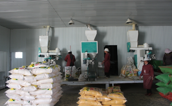 分析玉米深加工設(shè)備生產(chǎn)過程中對玉米原糧的要求標(biāo)準(zhǔn)(圖1) 分析玉米深加工設(shè)備生產(chǎn)過程中對玉米原糧的要求標(biāo)準(zhǔn)(圖1)